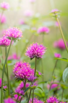 The background image of the colorful flowers, background nature