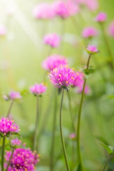 The background image of the colorful flowers, background nature