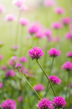 The background image of the colorful flowers, background nature