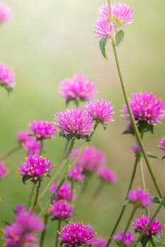 The background image of the colorful flowers, background nature