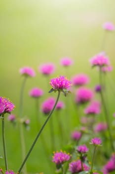 The background image of the colorful flowers, background nature