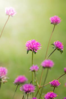 The background image of the colorful flowers, background nature