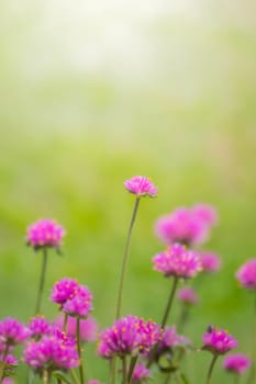 The background image of the colorful flowers, background nature