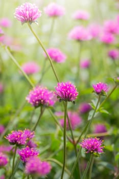 The background image of the colorful flowers, background nature