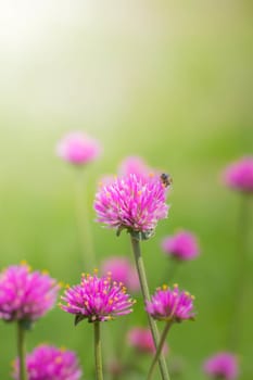 The background image of the colorful flowers, background nature