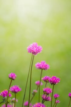 The background image of the colorful flowers, background nature