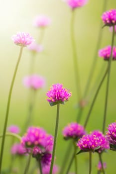 The background image of the colorful flowers, background nature