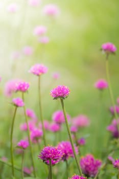 The background image of the colorful flowers, background nature
