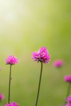 The background image of the colorful flowers, background nature