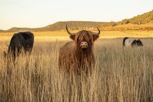 Highland cows on the farm during the day