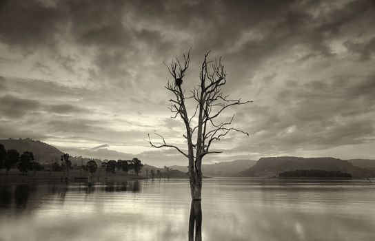 Single  gnarled dead tree with large birds nest in its upper branches stands in a lake at dusk