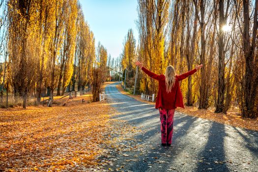 A woman with arms outstretched enjoying countryside in Autumn.  A road lined with golden Poplars and filtered sunshine.