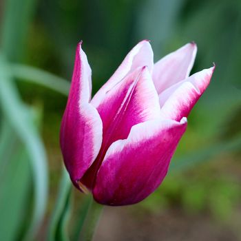 biautiful big white and lilac tulip . photo. flowers spring