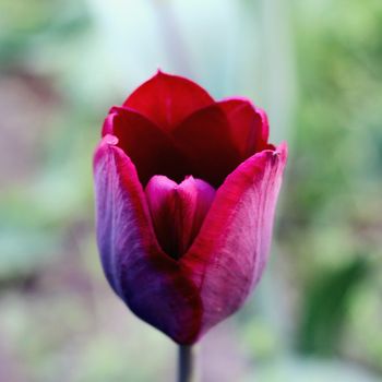 biautiful big black or dark red tulip. photo. flowers spring