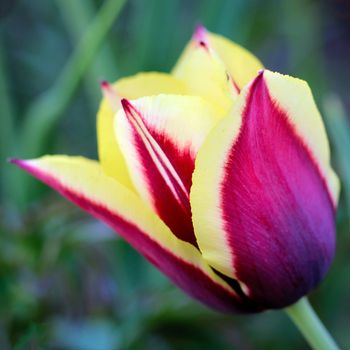 biautiful big yellow and lilac tulip . photo. flowers spring