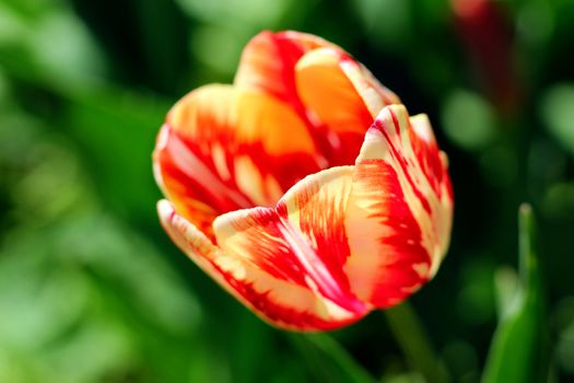 biautiful big red and yellow tulip. photo. flowers spring