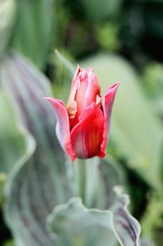 biautiful big red tulip. photo. flowers spring