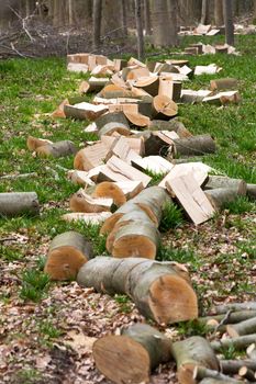 Pile of wood in the forest