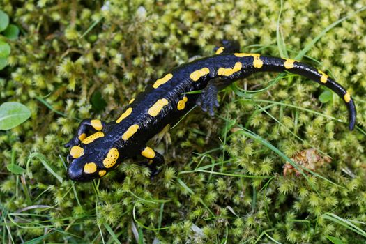 Fire salamander (Salamandra salamandra) in a wild nature