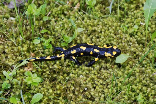 Fire salamander (Salamandra salamandra) in a wild nature