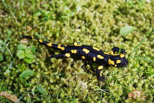 Fire salamander (Salamandra salamandra) in a wild nature