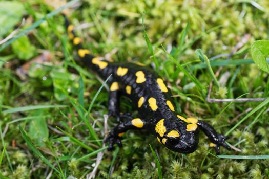 Fire salamander (Salamandra salamandra) in a wild nature