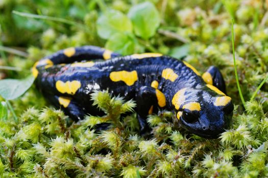 Fire salamander (Salamandra salamandra) in a wild nature