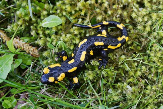 Fire salamander (Salamandra salamandra) in a wild nature