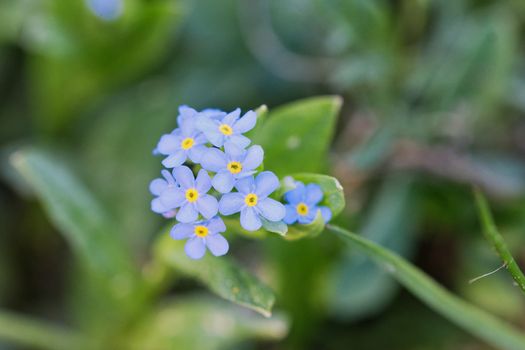 Woodland forget-me-not (Myosotis sylvatica) in a wild nature