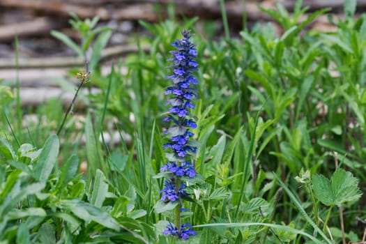 Upright bugle (Ajuga genevensis) in a wild nature