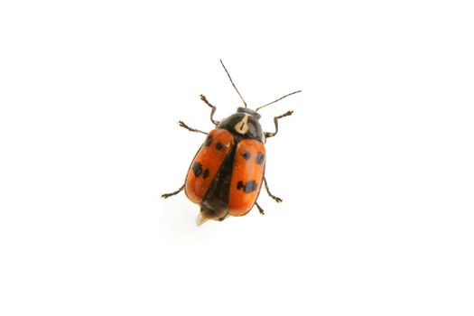 Beetle Cryptocephalus octopunctatus isolated on a white background