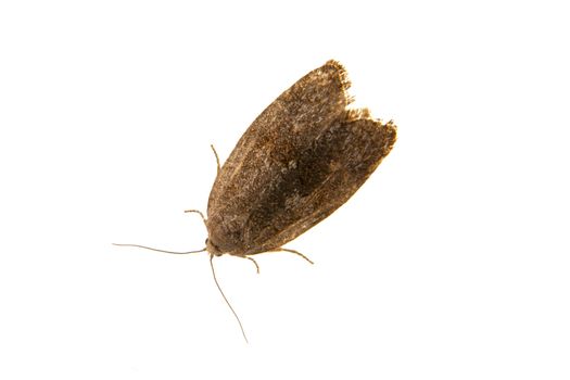 Brown moth isolated on a white background