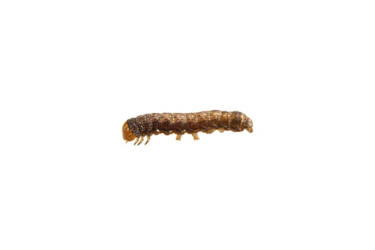 Brown caterpillar isolated on a white background