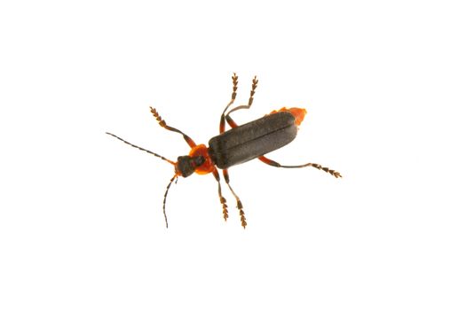 Soldier beetle (Cantharis fusca) isolated on a white background