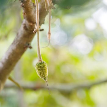Young durian fruit on tree in Thailand