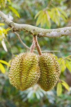 Durian fruit on tree in Thailand