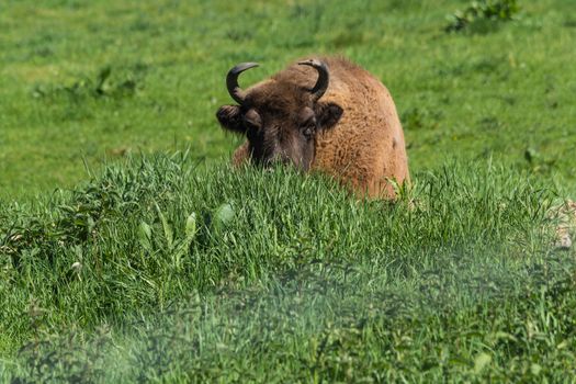 Large adult American buffalo or bison, lying on green prairie grass.