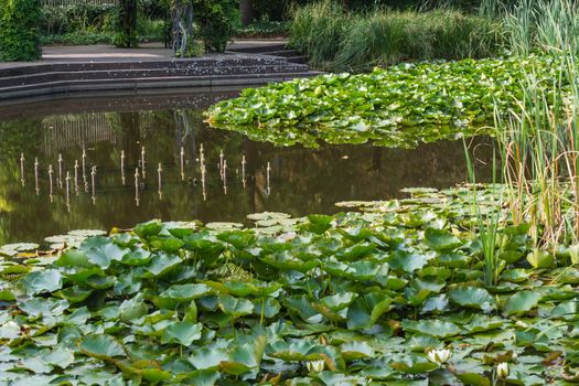 White water lily; Nymphaea, Alba; Hever, White on a pond