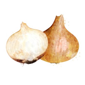 Onion, isolated illustration on a white background