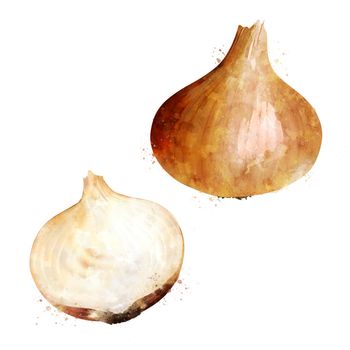 Onion, isolated illustration on a white background