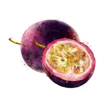 Passionfruit,, isolated hand-painted illustration on a white background