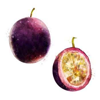 Passionfruit,, isolated hand-painted illustration on a white background