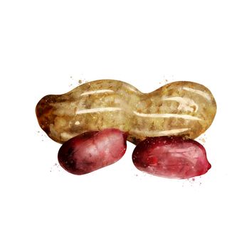 Peanut, isolated illustration on a white background