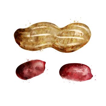 Peanut, isolated illustration on a white background