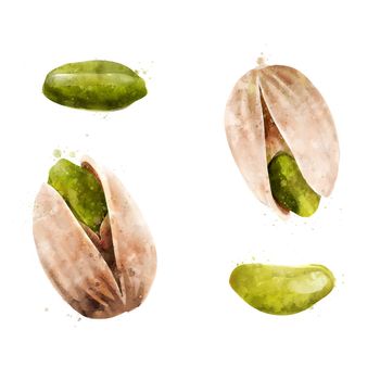 Pistachios, isolated illustration on a white background