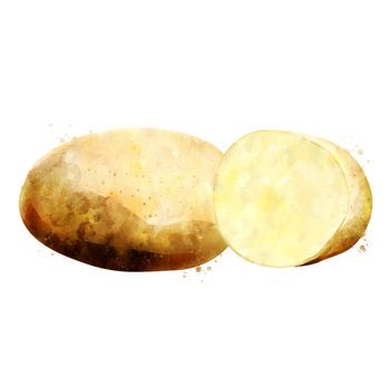 Potato, isolated illustration on a white background