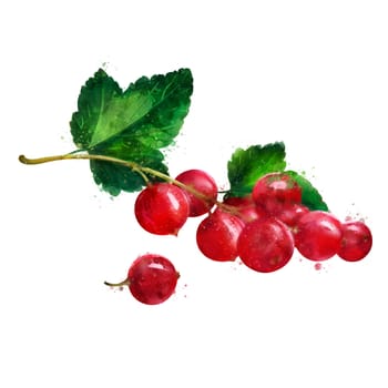 Red currant, isolated illustration on a white background