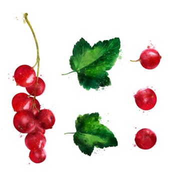 Red currant, isolated illustration on a white background