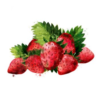 Strawberry, isolated illustration on a white background