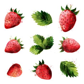 Strawberry, isolated illustration on a white background